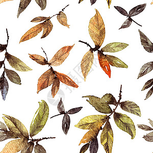 手绘树叶水叶颜色形态绘画热带叶子国画刷子墙纸树叶植物艺术品水彩背景