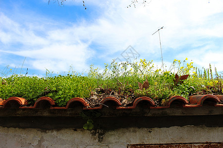 在一座废弃的旧楼顶上生长的植物 屋顶是废弃的图片