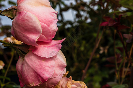 紧贴在花园里隔开的 精细多彩玫瑰卡片叶子玫瑰花瓣花瓣墙纸香水作品美丽植物群玫瑰花图片