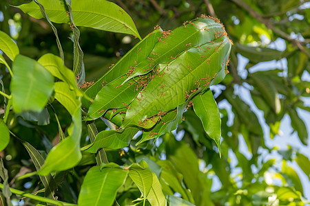 芒果树上的蚂蚁巢活动帮助组织漏洞动物群昆虫动物蚂蚁团队网格图片