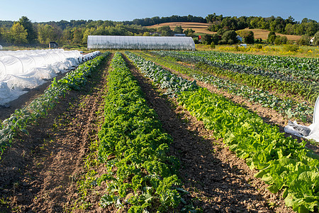 田园诗般的有机农场里长排的健康蔬菜图片