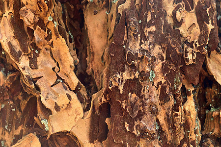 以高分辨率特写非常详细的树皮纹理树干地衣橡木硬木风化木头松树桦木皮肤森林图片