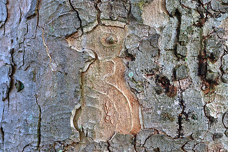 以高分辨率特写非常详细的树皮纹理树木宏观橡木树干松树皮肤森林地衣桦木植物图片