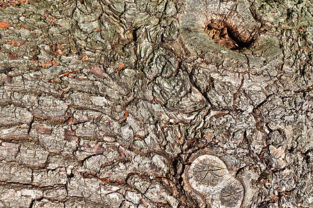以高分辨率特写非常详细的树皮纹理森林树木皮肤桦木材料宏观植物木头树干橡木图片