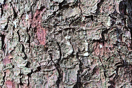 以高分辨率特写非常详细的树皮纹理树木地衣宏观橡木桦木松树风化植物森林硬木图片