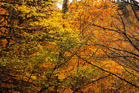 格鲁吉亚的秋天和秋天森林景观 秋天颜色叶和树木假期墙纸旅行太阳风景薄雾阴影木头树叶荒野图片