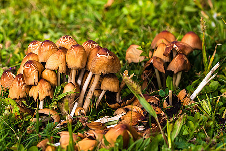 在孤立的花园里生长的野蘑菇附近地面植物季节公园雨林菌类荒野风景森林木头图片