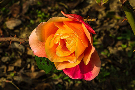 在花园里隔开的彩色玫瑰 上面有复制空间 Rose植物群作品美丽玫瑰花叶子花朵花瓣玫瑰花瓣墙纸卡片图片