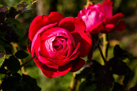 在花园里隔开的彩色玫瑰 上面有复制空间 Rose叶子玫瑰花玫瑰花瓣香水花朵墙纸植物群花瓣作品卡片图片