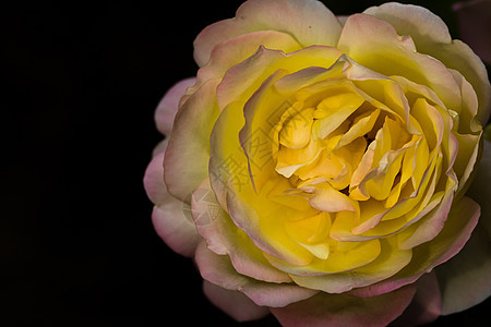 黑色与复制空间隔绝的彩色玫瑰 Rose i美丽玫瑰花香水植物群花园植物作品叶子墙纸花朵图片