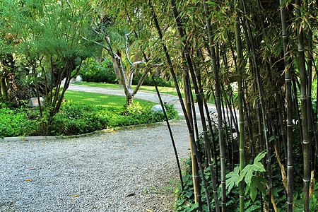 花园中的尼格拉竹林Nigra植物适应性生物蔬菜黑质牧歌管子植被气候叶竹图片