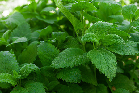 花园薄荷灌木丛 绿色香叶特写 种植有机产品 香草和香料 强化健康食品的成分 薄荷茶生产图片