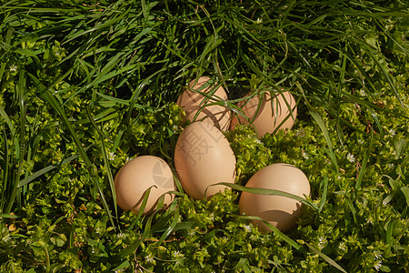 天然生米色鸡蛋躺在多汁的绿色草地上 复活节生态背景 健康食品 健康菜肴的配料 饮食中鸡蛋的蛋白质传统庆典食物收藏季节农业幸福植物图片