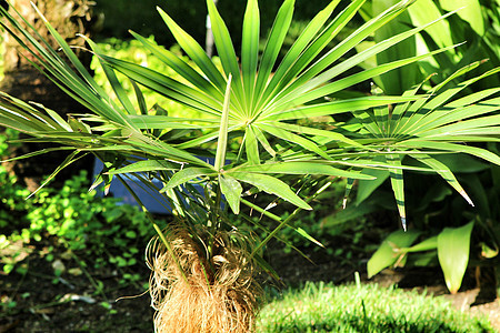 前卫的植物植物群花园植物学园艺晴天生长沙漠通气异国椰子图片