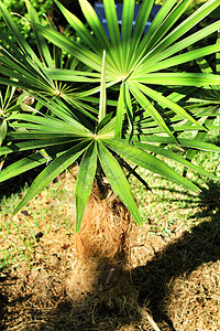 前卫的植物花园叶子公园假期植物群天堂中心鸟粪森林通气图片