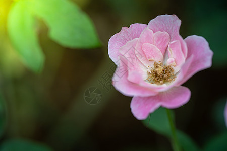 花园里的玫瑰花场地园艺礼物商业季节市场店铺自然展示阳光图片