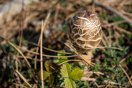 林中地面的寄生虫蘑菇 特写了长尾百草枯糊状木头帽子美食真菌宏观伞菌食物戒指薄片图片