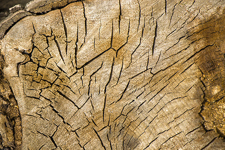 木质背景 切树和干树的纹理 树龄环 木制背景裂缝生长木材老化橙子戒指横截面材料同心林业树干图片