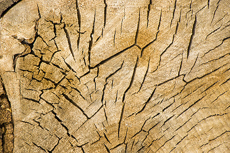 木质背景 切树和干树的纹理 树龄环 木制背景裂缝横截面老化圆圈森林戒指同心树桩宏观木材材料图片