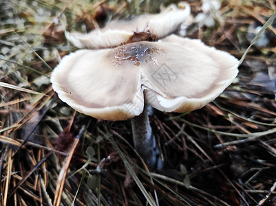 秋秋秋在松树林的地面上种植蘑菇灰色褐色松树棕色森林下雨多云帽子图片