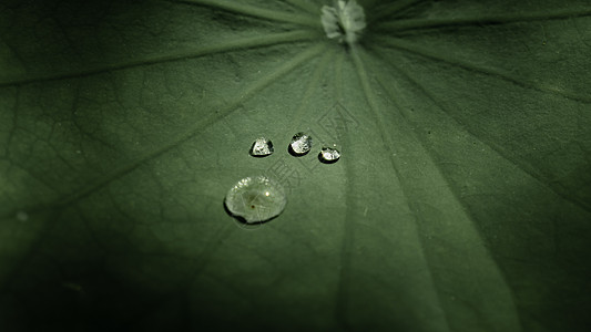 叶子水滴莲花叶上的四滴水 就像神秘的水生物踩到叶子上脚的脚一样背景