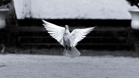 一只鸽子“希望与和平的象征”在低空飞行的黑白照片图片