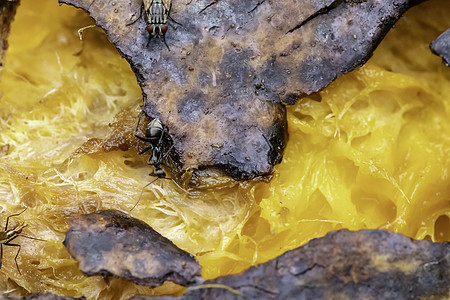 黑蚂蚁吃腐烂的芒果大型闭合图片