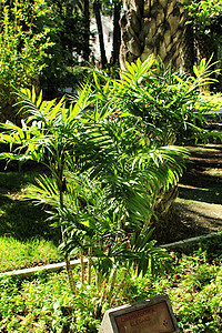 植物在前卫绿色植物学衬套生长棕榈园艺陶器阳光客厅花园图片
