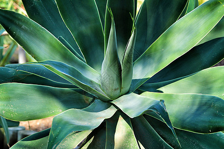 前卫的龙舌兰植物植物群热带药品叶子园艺奶油生长沙漠化妆品植物学图片
