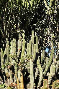 不同种类仙人掌的岩石植物群情调晴天植物种植园荒野棕榈异国石头植物学图片