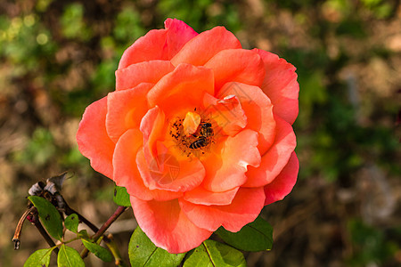 在花园里隔开的彩色玫瑰 上面有复制空间 Rose叶子作品玫瑰花瓣花朵植物群卡片美丽墙纸花瓣植物图片