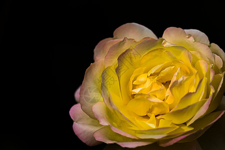 黑色与复制空间隔绝的彩色玫瑰 Rose i美丽香水玫瑰花瓣植物群植物玫瑰花叶子花园花朵卡片图片