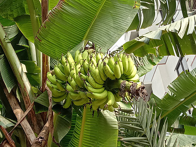 美味又健康的原香蕉类派对农业芭蕉种子花束植物分册热带食物草丛图片