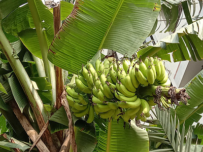 美味又健康的原香蕉类植物派对热带浆果饮食种子分册食物叶子花束图片