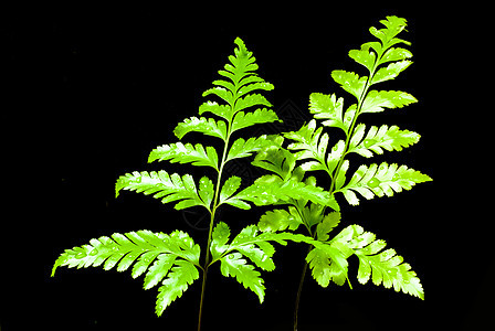 青绿的Fern叶生物学树叶热带花园黑色植物森林绿色叶子生长图片