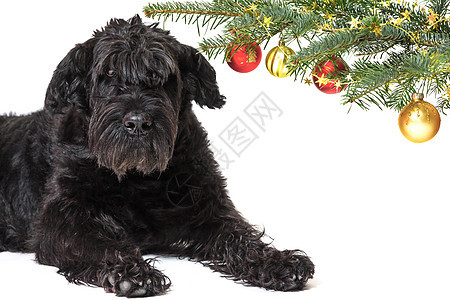 黑Schnauser狗和圣诞树枝图片