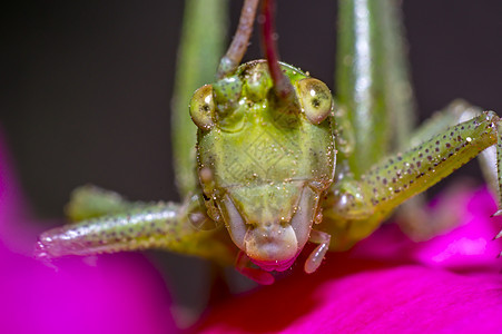 季节花园绿叶上的蝗虫身体森林昆虫学环境热带荒野昆虫甲虫动物植物图片