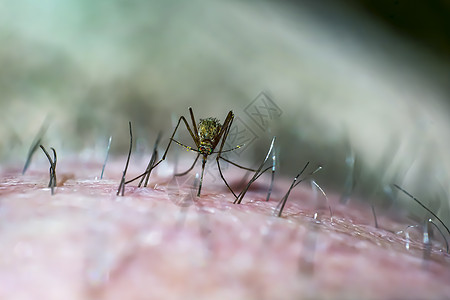 我的皮肤上贴着蚊子昆虫大力士工作室昆虫学自然瓢虫热带生物学环境身体图片