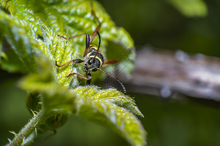 夏季森林绿叶上的黄色条纹虫身体生活植物花园野生动物热带昆虫环境工作室昆虫学图片