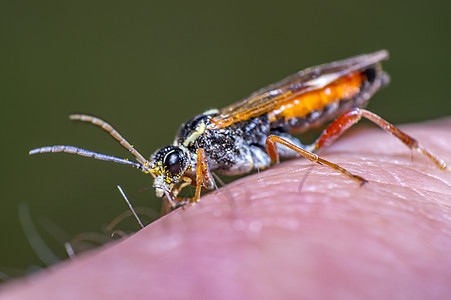 野生生命自然中的小型宏观苍蝇森林热带条纹工作室大力士漏洞甲虫生物学瓢虫昆虫图片