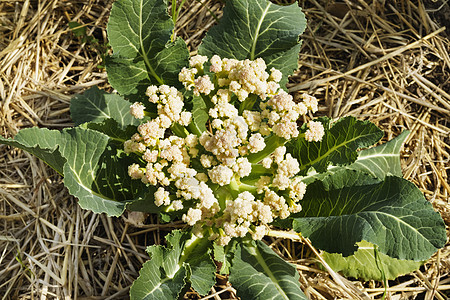 花椰菜花蔬菜营养树叶植物饱和色花头生物收获色彩农业图片