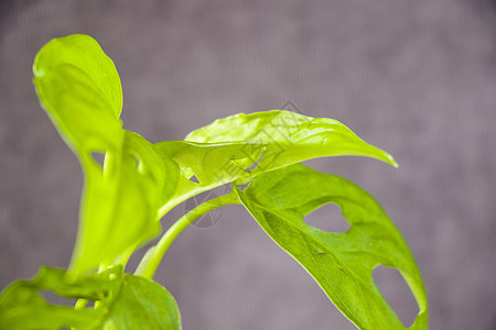 离开背景 城市和房屋工厂灰色植物学绿叶公寓家居植物地面发芽生长太阳图片