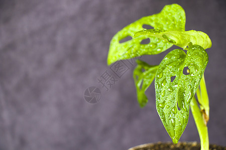 离开背景 城市和房屋工厂植物装饰苗圃家居丛林树叶发芽热带叶子绿叶图片