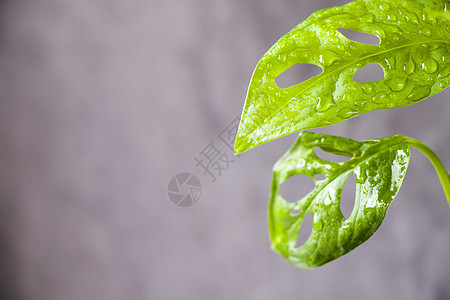 离开背景 城市和房屋工厂叶子地面植物植物群花园园艺绿色植物家居苗圃摄影图片