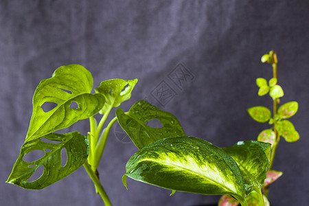 离开背景 城市和房屋工厂植物学装饰家居家庭花园丛林绿色植物苗圃地面热带图片