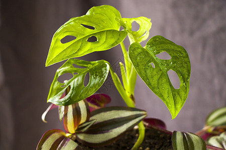 离开背景 城市和房屋工厂植物学绿色丛林家居生长发芽植物植物群热带绿色植物图片