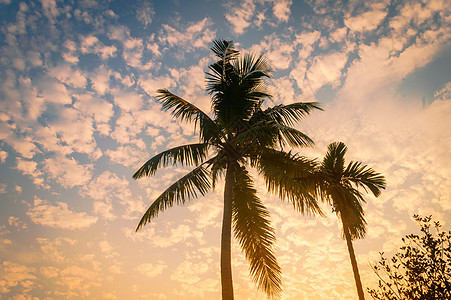 椰子树背景照片在冬季季节性主题背光但色彩鲜艳的日出天空 在剪影的棕榈树在阳光下 天堂新西兰 自然地平线背景中的美元素海岸线假期气图片