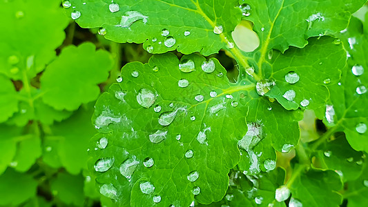 Celandine的叶子 夏令收成 暑假小屋 背面 还有背景树篱木屋木材地面古董打火机木板控制板草稿曲线图片