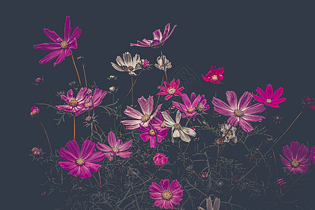 黑色背景的紫花朵 低键 静生艺术图片图片