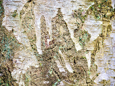 以高分辨率特写非常详细的树皮纹理松树风化树干地衣木头桦木硬木森林橡木植物图片